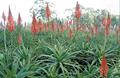 candelabra aloe